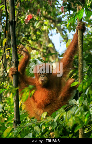 Les jeunes (orang-outan de Sumatra Pongo abelii) assis sur les arbres dans le parc national de Gunung Leuser, Sumatra, Indonésie. Est endémique à l'orang-outan de Sumatra le nort Banque D'Images