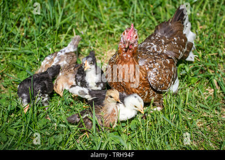 La mère poule et de l'envol de l'Steinhendl Stoapiperl/ race, une race de poulet de l'Autriche, de profiter d'une journée ensoleillée dans le pré Banque D'Images