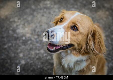 Portrait of cute beige et blanc jusqu'à chien avec la bouche ouverte, souriant, assis sur le trottoir gris. Une journée dans une ville. Banque D'Images