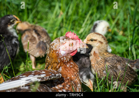 La mère poule et de l'envol de l'Steinhendl Stoapiperl/ race, une race de poulet de l'Autriche, de profiter d'une journée ensoleillée dans le pré Banque D'Images