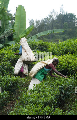 Les jeunes pousses de thé de la récolte des femmes sur un domaine à Ambewela, à l'extérieur de Nuwara Eliya au Sri Lanka. Banque D'Images