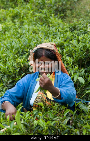 Une femme du Sri Lanka les jeunes pousses de thé de la récolte sur un domaine en Ambewela, à l'extérieur de Nuwara Eliya au Sri Lanka. Banque D'Images