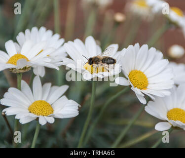 Une abeille sur marguerites géantes Banque D'Images