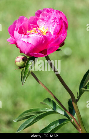Bouton de pivoine, fleur ouverte, tige fleur de pivoine rose, portrait Banque D'Images