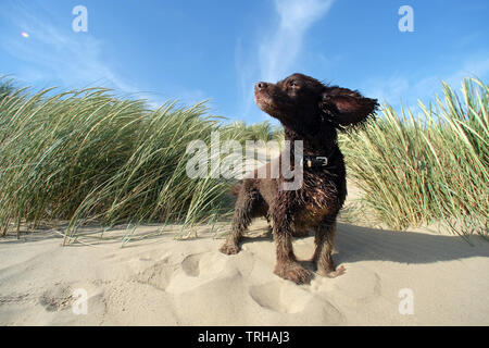 Cocker Anglais dans les dunes de Camber Sands, East Sussex, UK Banque D'Images
