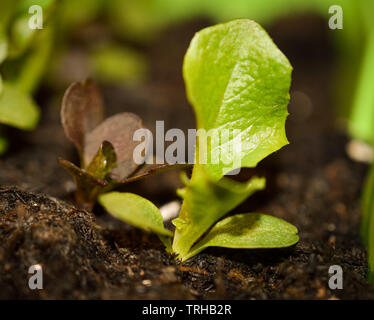 Petit livre vert laitue comestible pousse dans le compost des semis Banque D'Images