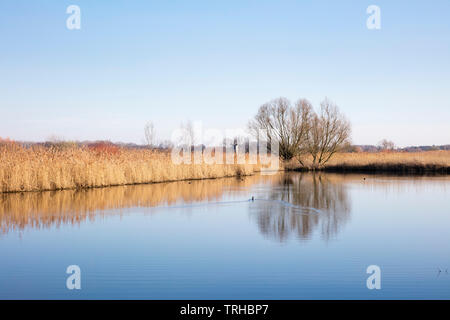 Arbre au bord du lac de la station de champs, Münster, Münster, Rhénanie du Nord-Westphalie, Allemagne, Europe Banque D'Images