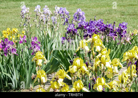 Jardin coloré, iris mixtes, plantes vivaces, grandes iris barbu dans un lit ornemental Banque D'Images