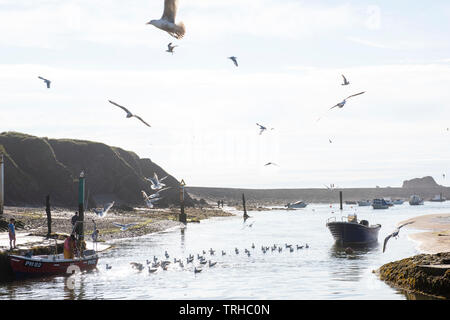 Un bateau de pêche entouré de goélands sur un après-midi de printemps ensoleillé à Bude sur la côte nord des Cornouailles, Angleterre, Royaume-Uni Banque D'Images