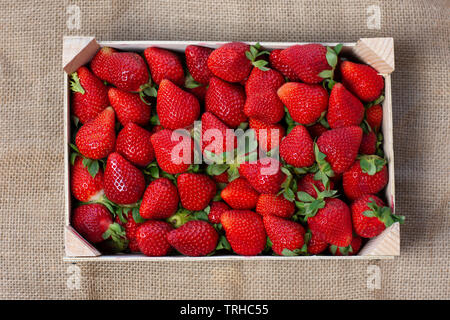 Fort de fraises de saison fraîchement cueillis Banque D'Images