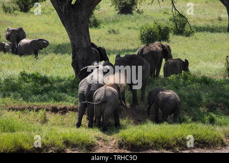 Les éléphants africains (Loxondonta africana), la baignade, le NP Tarangire, Tanzanie, Afrique, par E. Dembinsky Assoc Photo Banque D'Images