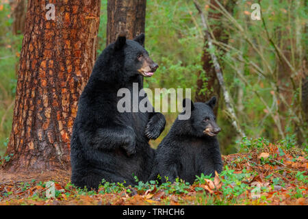 Paire de l'ours noir (Ursus americanus), des bois, est des États-Unis, par Bill Lea/Dembinsky Assoc Photo Banque D'Images