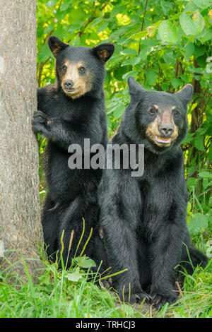 Paire de l'ours noir (Ursus americanus), des bois, est des États-Unis, par Bill Lea/Dembinsky Assoc Photo Banque D'Images