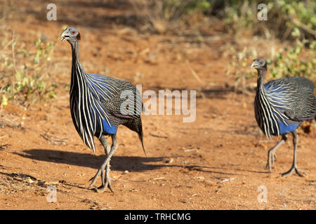 Pintade Vulturine Acryllium vulturinum), (la chasse à des fins alimentaires, la réserve nationale de Samburu, Kenya, Afrique, par E. Kabue Gitau/Dembinsky Assoc Photo Banque D'Images