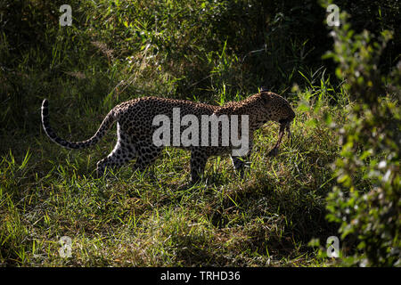 Leopard avec oursons (Panthera pardus) avec restes partiels de tuer récemment, la réserve nationale de Samburu, Kenya, Afrique, E par Dembinsky Assoc Photo Banque D'Images