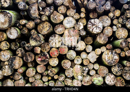 Pile de bois abattu avec des marques Banque D'Images