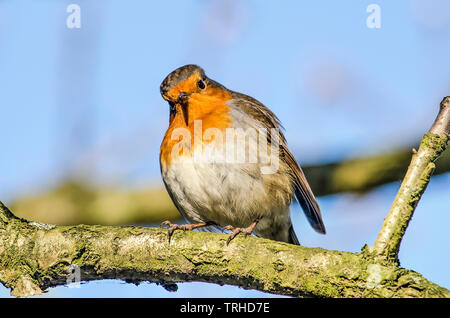 Un Robin assis sur la branche d'un arbre à l'observateur à curieusement Banque D'Images