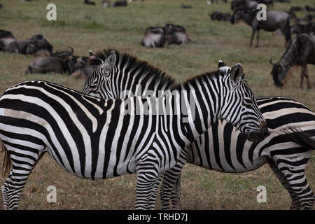 Ou des plaines (Equus quagga zèbre commun), Ngoronogoro Crater, Tanzania, E L'Afrique, par Dembinsky Assoc Photo Banque D'Images