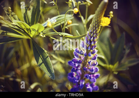 Un beau Lupin mauve fleur pousse comme un Bush parmi les fleurs jaune d'une renoncule sauvage, éclairé par la lumière du soleil sur une journée d'été. Banque D'Images