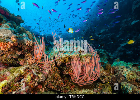 Les coraux des récifs coralliens en whip, Ellisella ceratophyta, Tufi, Mer Salomon, Papouasie Nouvelle Guinée Banque D'Images