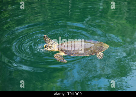 Tortue verte (Chelonia mydas) Nager dans le trou sur l'île d'Ouvéa Tortues, Îles Loyauté, Nouvelle-Calédonie. Ce trou est connecté à l'undeground s Banque D'Images