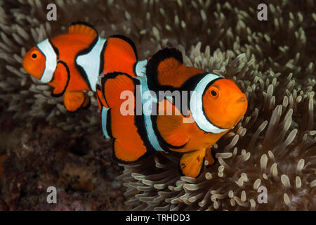 Paire d'Amphiprion percula Clown, poisson clown, Tufi, Mer Salomon, Papouasie Nouvelle Guinée Banque D'Images