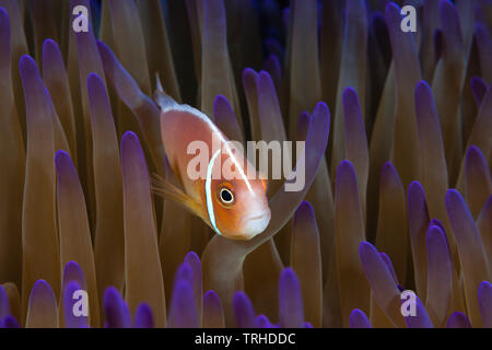 Poisson Clown Amphiprion perideraion, rose, Tufi, Mer Salomon, Papouasie Nouvelle Guinée Banque D'Images