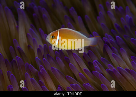 Poisson Clown Amphiprion perideraion, rose, Tufi, Mer Salomon, Papouasie Nouvelle Guinée Banque D'Images