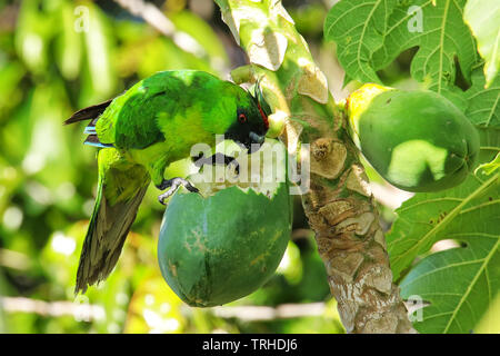 (Eunymphicus uvaeensis perruche d'Ouvéa) papaye manger sur l'île d'Ouvéa, Îles Loyauté, Nouvelle-Calédonie. C'est endémique à l'île d'Ouvéa. Banque D'Images