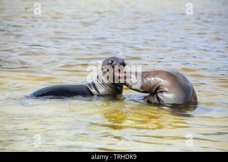 Les lions de mer des Galápagos jouant dans l'eau à Gardner Bay, l'île d'Espanola, parc national des Galapagos, Equateur. Ces lions de mer se reproduisent exclusivement dans le Galap Banque D'Images