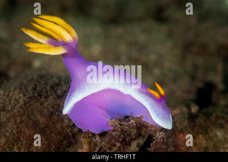 Un nudibranche coloré, Hypselodoris bullocki, rampe à travers le fond de sable dans le Parc National de Komodo, en Indonésie. Banque D'Images