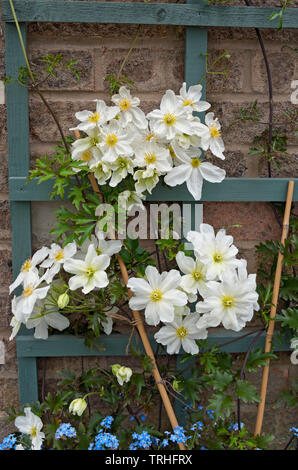 Clematis Avalanche Cartmanii Blaaval fleurs blanches un grimpeur vert au printemps Angleterre Royaume-Uni Grande-Bretagne Banque D'Images