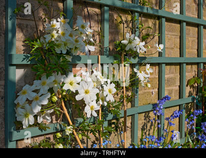 Clematis Avalanche Cartmanii Blaaval fleurs blanches un grimpeur vert au printemps Angleterre Royaume-Uni Grande-Bretagne Banque D'Images