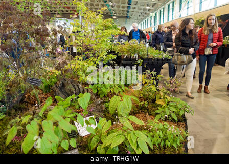 Les personnes qui regardent des plantes de jardin intérieur présentent des stands de stand au Spring Flower Show Harrogate North Yorkshire England Royaume-Uni Grande-Bretagne Banque D'Images