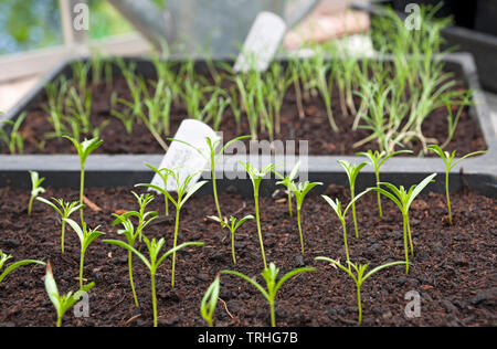 Gros plan des plantules de cosmos plantules de plantes qui poussent dans des pots de semis de plantes dans la serre au printemps Angleterre Royaume-Uni Grande-Bretagne Banque D'Images