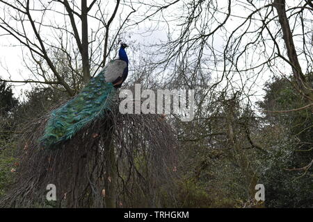 Peacock in tree Banque D'Images