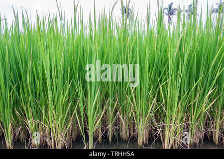 Oreille de riz motif vert close up Banque D'Images