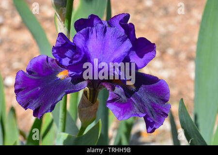 Grand iris, poussant dans un jardin Banque D'Images