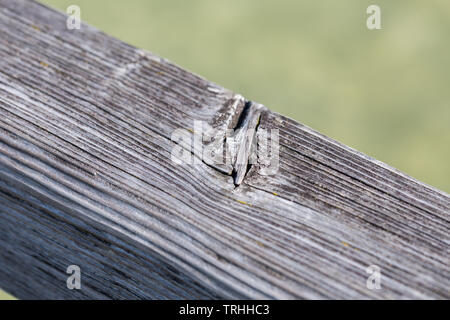 Close up of old, rampes en bois d'un pilier / landing stage au lac Ammersee. La fibre de bois est longue et épaisse. Fond de l'eau moirée vert. Banque D'Images