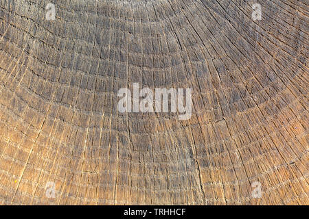 Close up de bois coupé. Les nombreux anneaux représentent l'âge de l'arbre. Texturé, structuré. Banque D'Images