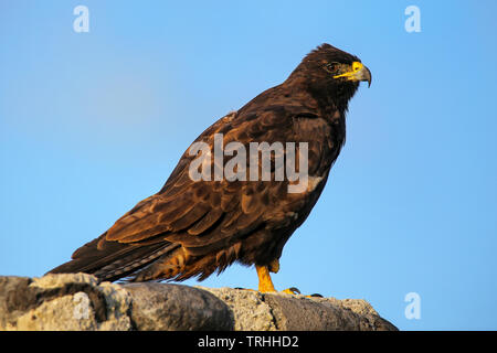 Îles Galápagos (Buteo galapagoensis) sur l'île d'Espanola, parc national des Galapagos, Equateur. C'est endémique à la Galapagos. Banque D'Images