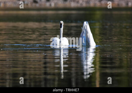 Les cygnes trompettes (Cygnus buccinator) dans le Parc National de Yellowstone, Wyoming, USA Banque D'Images