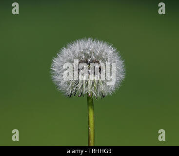 Horloge pissenlit / boule de blowball Banque D'Images