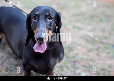 Un teckel lors d'une exposition canine. Banque D'Images