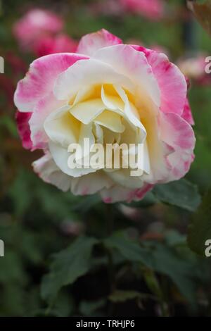 'Double Delight' rose thé hybride à Owen Rose Garden à Eugene, Oregon, USA. Banque D'Images