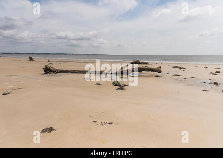 Jekyll Island Georgia USA Driftwood Beach Banque D'Images