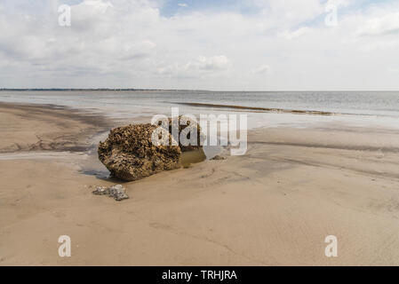 Jekyll Island Georgia Rocky Driftwood Beach Banque D'Images