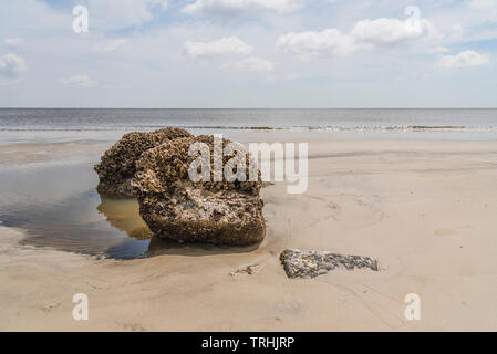 Jekyll Island Georgia Rocky Driftwood Beach Banque D'Images