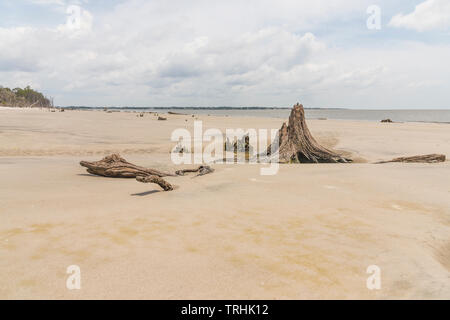 Jekyll Island Georgia USA Driftwood Beach Banque D'Images