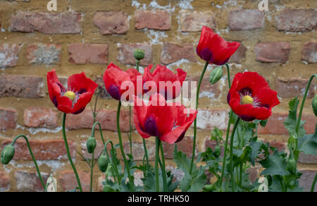 Coquelicots rouges à House Gardens, Eastcote jardin clos historique mis à jour par une communauté de bénévoles dans le quartier de Chelsea, London, UK Banque D'Images